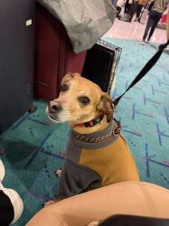Reunited Male Dog last seen Community Center (The Hindu Temple), Queens, NY 11355