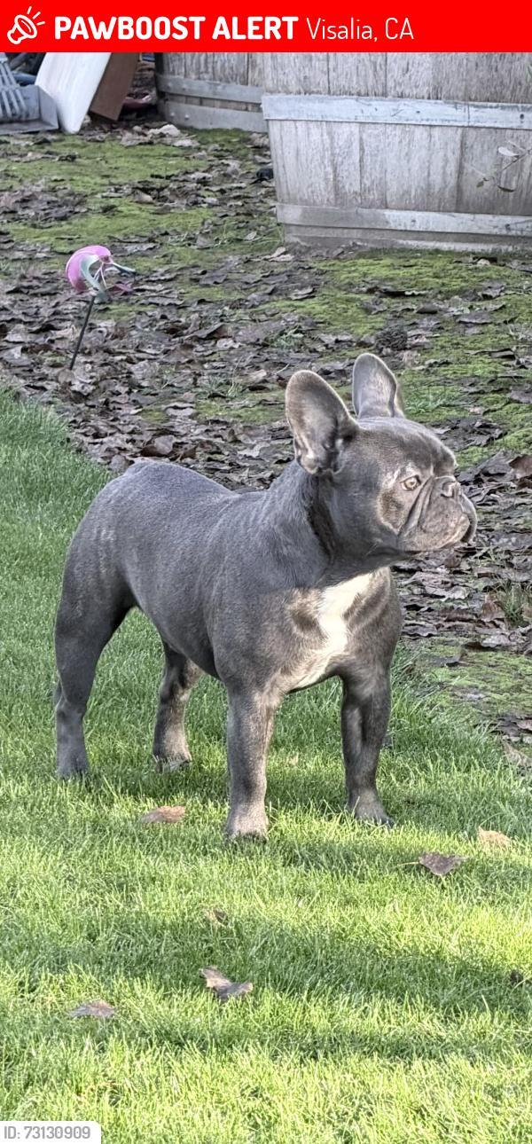 Lost Male Dog last seen Highland between Houston and Grive, Visalia, CA 93291