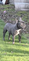 Lost Male Dog last seen Highland between Houston and Grive, Visalia, CA 93291