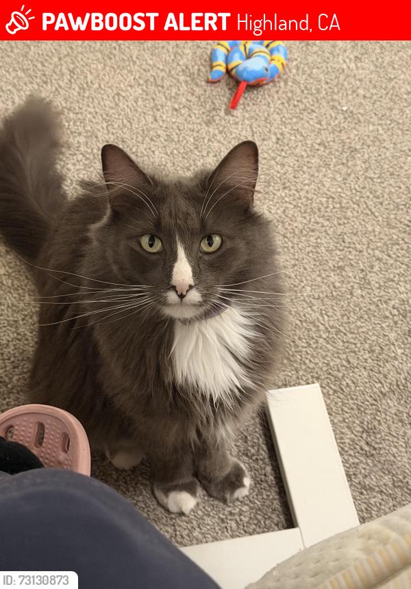 Lost Male Cat last seen LA Praix St. Highland, CA, Highland, CA 92346