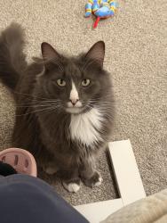 Lost Male Cat last seen LA Praix St. Highland, CA, Highland, CA 92346