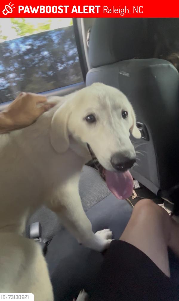 Lost Female Dog last seen Long Meadow ct and Gateridge dr, Raleigh, NC 27613