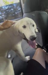 Lost Female Dog last seen Long Meadow ct and Gateridge dr, Raleigh, NC 27613