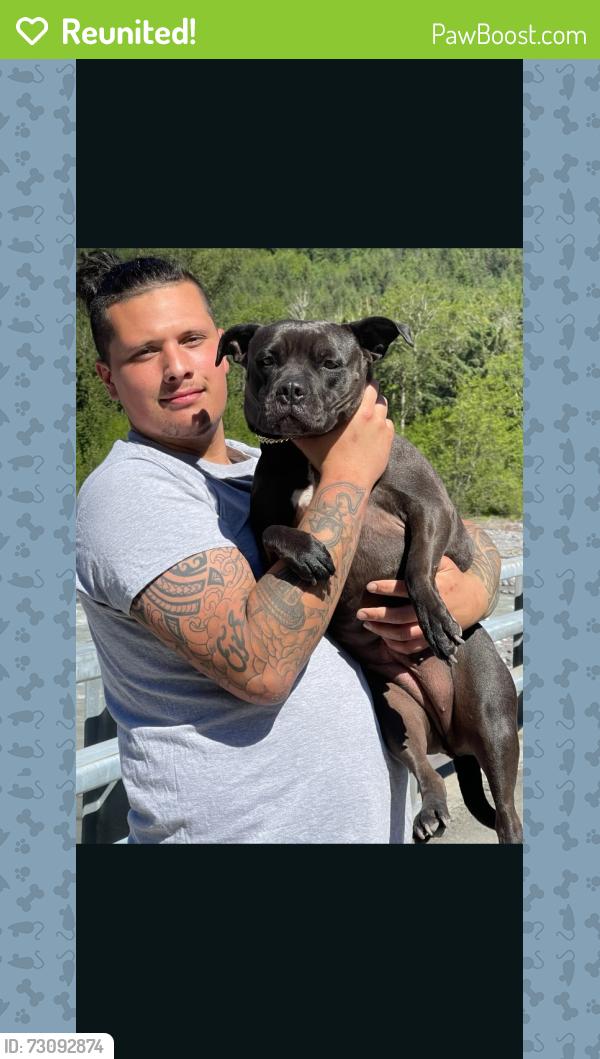 Reunited Female Dog last seen South 56th and Tacoma mall blvd, Tacoma, WA 98409