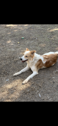 Reunited Male Dog last seen Chameleon dr, Killeen, TX 76549