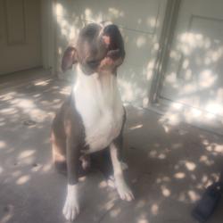 Found/Stray Male Dog last seen Near se 13th st gran praide, Grand Prairie, TX 75051