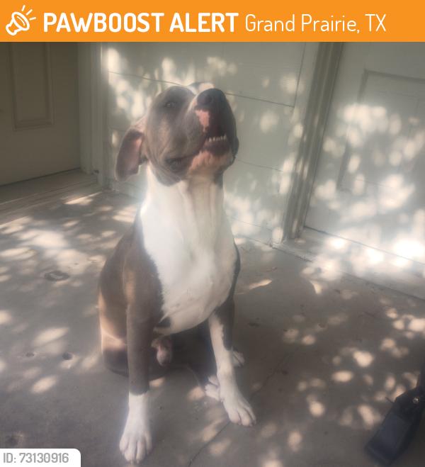 Found/Stray Male Dog last seen Near se 13th st gran praide, Grand Prairie, TX 75051
