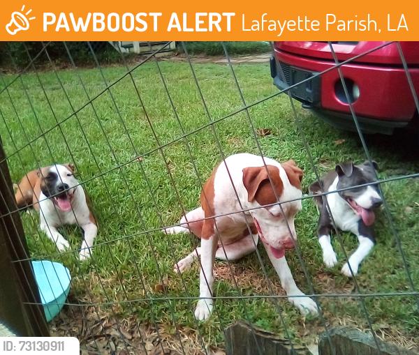 Found/Stray Female Dog last seen Near w pinhook, Lafayette Parish, LA 70508