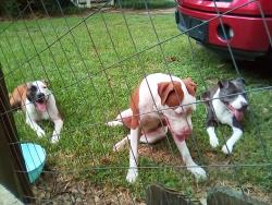 Found/Stray Female Dog last seen Near w pinhook, Lafayette Parish, LA 70508