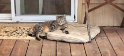 Lost Male Cat last seen 108th and Morris, Portland, OR 97220