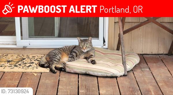 Lost Male Cat last seen 108th and Morris, Portland, OR 97220
