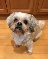 Lost Male Dog last seen Faulkner lane and Blantons rd, Williston Ln, VA 