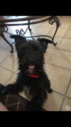 Reunited Male Dog last seen Near Padova Dr Indio, CA 92203 United States, Indio, CA 92203