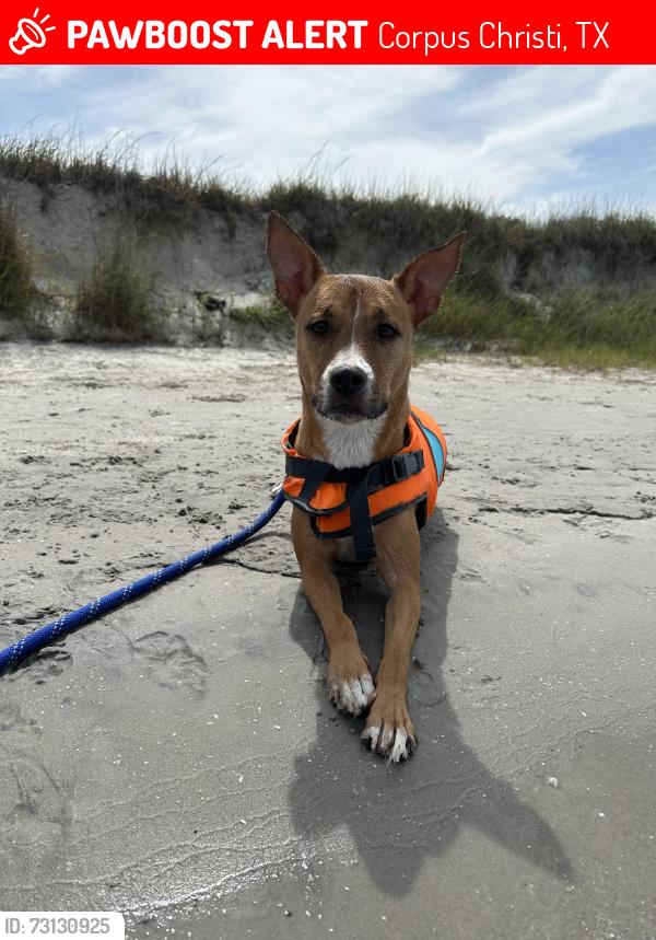 Lost Female Dog last seen Driscolls Children’s hosp, Corpus Christi, TX 78411