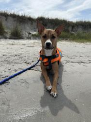 Lost Female Dog last seen Driscolls Children’s hosp, Corpus Christi, TX 78411