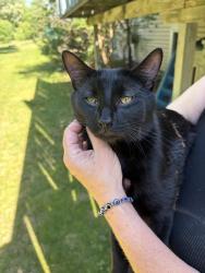 Found/Stray Male Cat last seen Euclid ave big lake mn, Big Lake, MN 55309