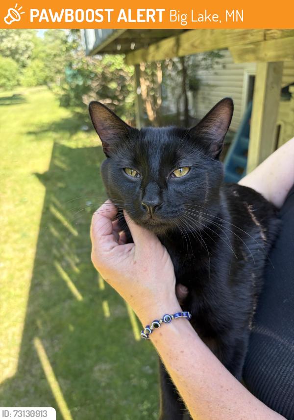 Found/Stray Male Cat last seen Euclid ave big lake mn, Big Lake, MN 55309