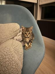 Lost Female Cat last seen Orange drive between Wilshire and 6th, Los Angeles, CA 90036