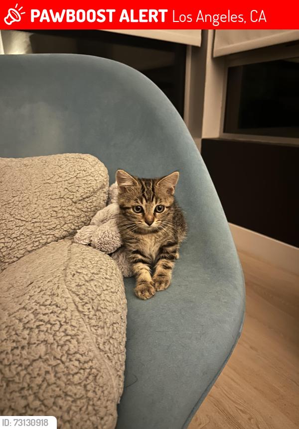 Lost Female Cat last seen Orange drive between Wilshire and 6th, Los Angeles, CA 90036