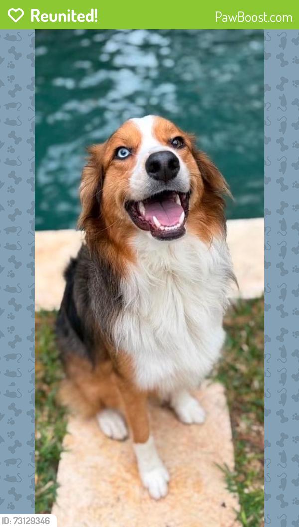 Reunited Male Dog last seen Near Sunshine Valley Ln, Navasota, TX 77868, USA, Navasota, TX 77868