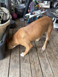 Found/Stray Unknown Dog last seen baker ave, Dallas, TX 75212