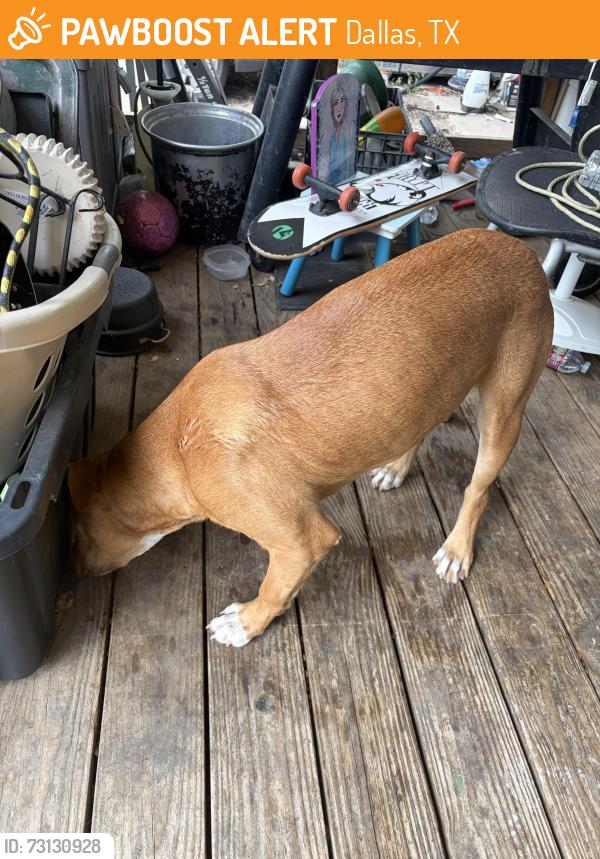 Found/Stray Unknown Dog last seen baker ave, Dallas, TX 75212