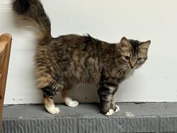 Lost Female Cat last seen McKenzie Drive and New Hood Road, Stockbridge, GA 30281