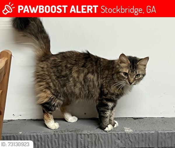 Lost Female Cat last seen McKenzie Drive and New Hood Road, Stockbridge, GA 30281
