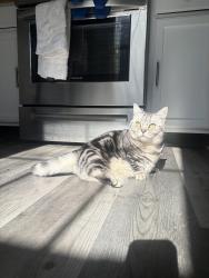 Lost Female Cat last seen Rancocas Pointe off Creek Road, Mount Laurel Township, NJ 08054