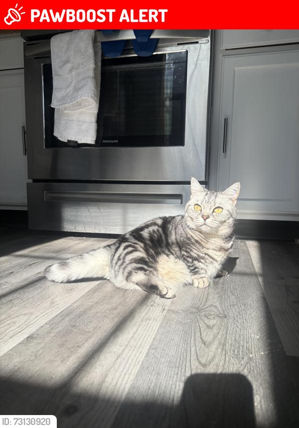 Lost Female Cat last seen Rancocas Pointe off Creek Road, Mount Laurel Township, NJ 08054