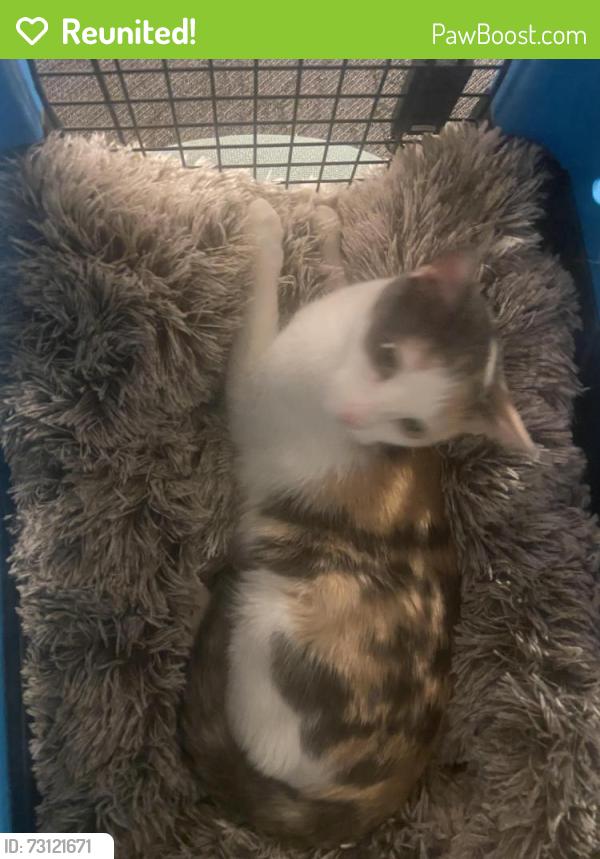 Reunited Male Cat last seen The Sanford Inn and Spa, Arlington, TX 76011