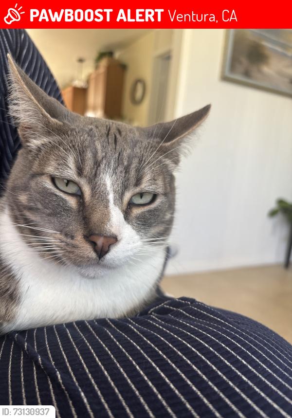 Lost Male Cat last seen Franklin ln., Ventura, CA 93001