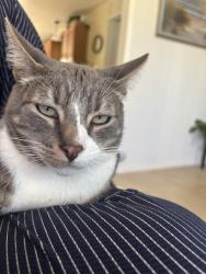 Lost Male Cat last seen Franklin ln., Ventura, CA 93001