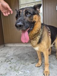 Found/Stray Male Dog last seen Bob Smith, Baytown, TX 77521