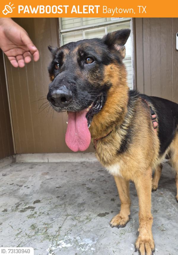Found/Stray Male Dog last seen Bob Smith, Baytown, TX 77521