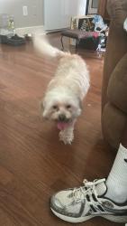 Reunited Female Dog last seen Alden Glen, Kingwood, TX 77339