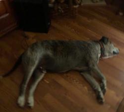 Reunited Male Dog last seen County Road, Natalia, TX 78059