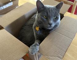 Reunited Male Cat last seen Carson and Prather, Tustin, Tustin, CA 92782