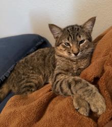 Reunited Male Cat last seen sanctuary trails drive, Harris County, TX 77388
