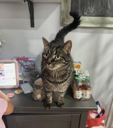 Reunited Female Cat last seen South Ave, Stratford, CT 06615