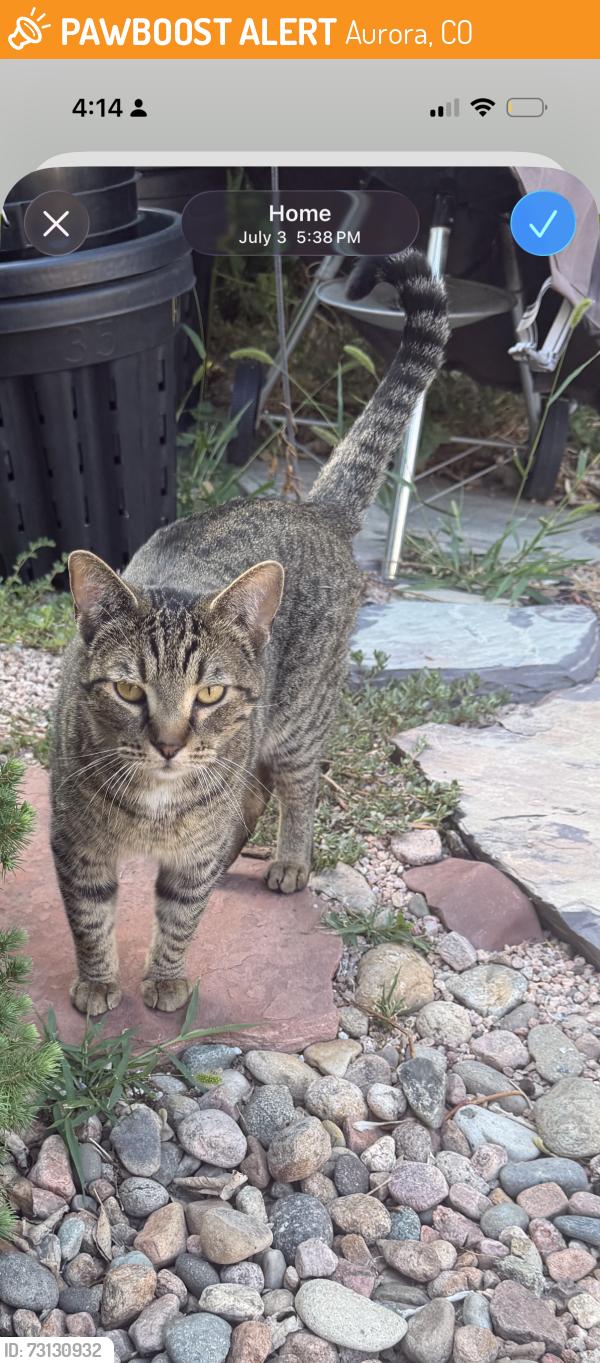 Found/Stray Male Cat last seen 17th and Dallas street Aurora co 80010, Aurora, CO 80010
