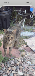 Found/Stray Male Cat last seen 17th and Dallas street Aurora co 80010, Aurora, CO 80010