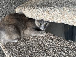 Found/Stray Unknown Cat last seen Painted daisy, north gibson, Henderson, NV 89014