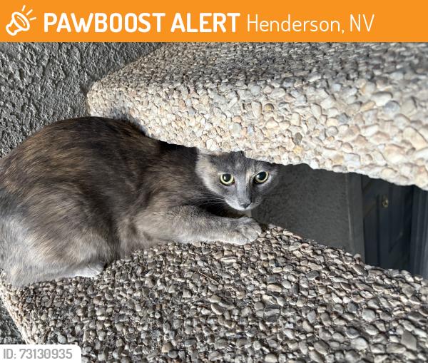 Found/Stray Unknown Cat last seen Painted daisy, north gibson, Henderson, NV 89014