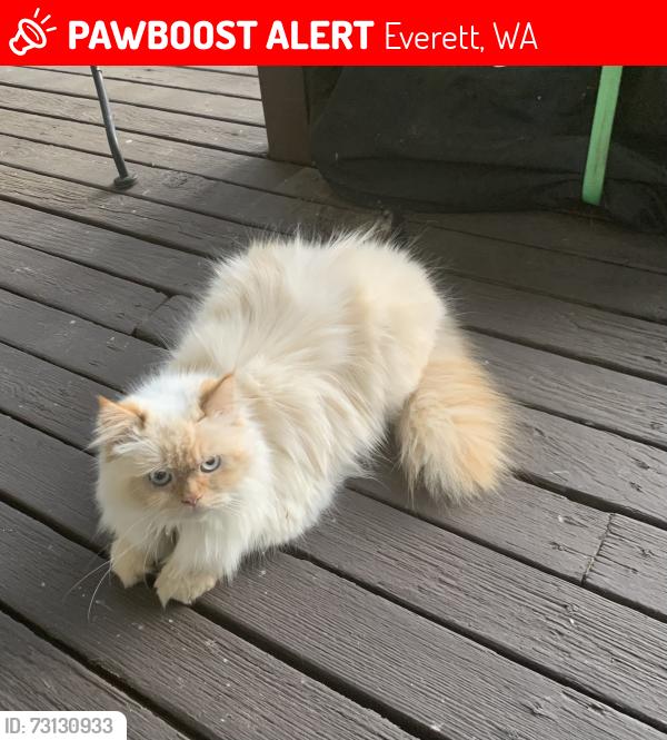 Lost Male Cat last seen Fred Meyer, 201 128th St SW, Everett, WA 98204, Everett, WA 98204