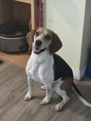Reunited Male Dog last seen Tombstone Rd NW, Albuquerque, NM 87114, USA, Albuquerque, NM 87114