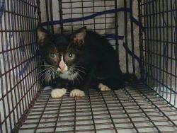 Shelter Stray Female Cat last seen Near BLOCK NW 59 WY, SUNRISE FL 33313, 2400 SW 42nd St, Fort Lauderdale, FL 33312, USA