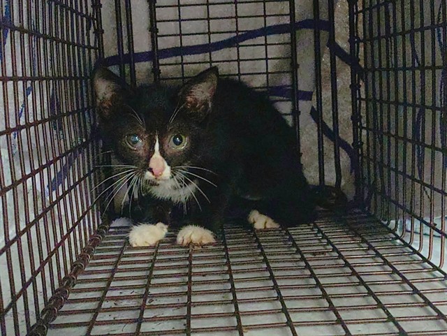 Shelter Stray Female Cat last seen Near BLOCK NW 59 WY, SUNRISE FL 33313, 2400 SW 42nd St, Fort Lauderdale, FL 33312, USA