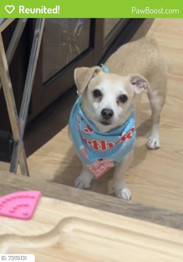 Reunited Male Dog last seen Near and Pulaski oak lawn, Oak Lawn, IL 60453