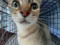 Shelter Stray Female Cat last seen Near BLOCK NW 59 WY, SUNRISE FL 33313, 2400 SW 42nd St, Fort Lauderdale, FL 33312, USA